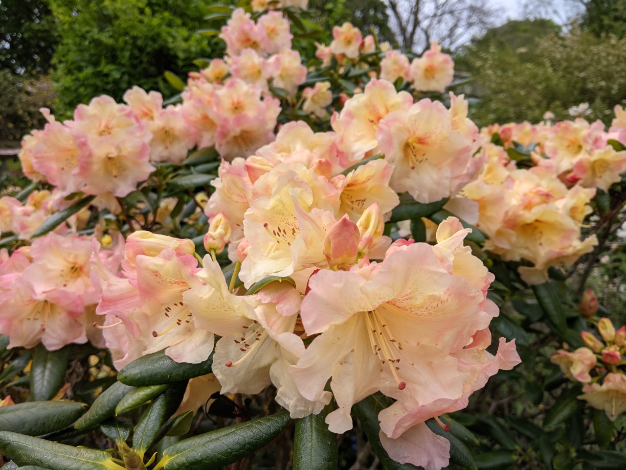 Unnamed hybrid seedling